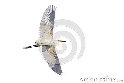 Flying Great egret isolated on white background Stock Photo