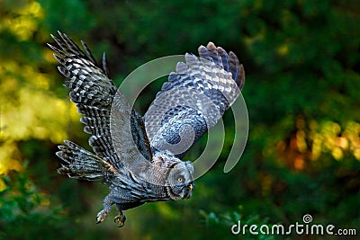 Flying Great Grey Owl, Strix nebulosa, above green spruce tree with orange dark forest background. Wildlife in Sweden. Bird in fly Stock Photo