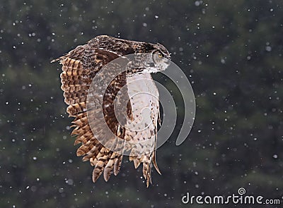 Flying Great Horned Owl Stock Photo
