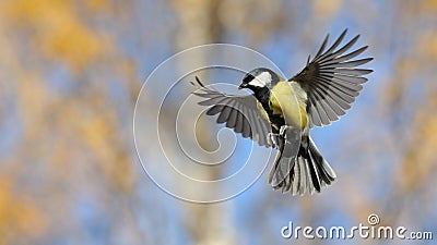 Flying Great Tit in bright autumn day Stock Photo