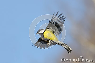 Flying Great Tit in bright autumn day Stock Photo