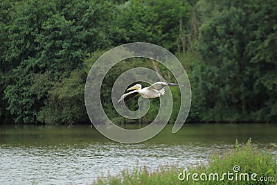 Flying great white pelican Stock Photo