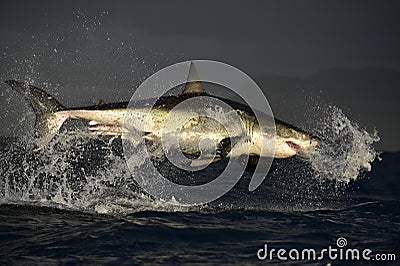 Flying Great White Shark. Stock Photo