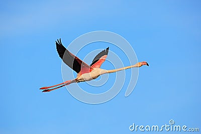 Flying Greater Flamingo, Phoenicopterus ruber, pink big bird with clear blue sky, Camargue, France Stock Photo