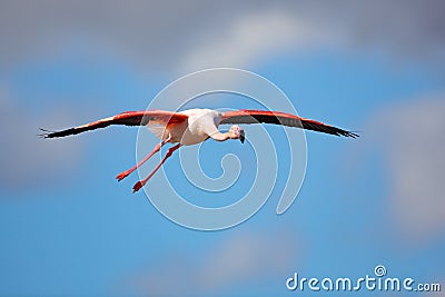 Flying Greater Flamingo, Phoenicopterus ruber, pink big bird with clear blue sky, Camargue, France. Flamingo in fly. Pink bird on Stock Photo