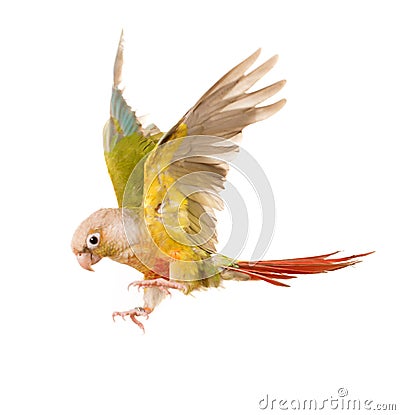 Flying Green-cheeked parakeet Stock Photo