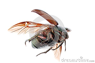 Flying green scarab beetle Stock Photo