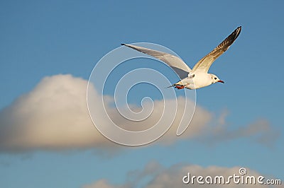 Flying gull Stock Photo