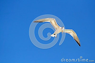 Flying Gull Stock Photo