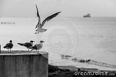 Flying gull with three gulls sitting on a column with the sea and boats on the background Stock Photo