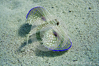 Flying Gurnard Fish Stock Photo