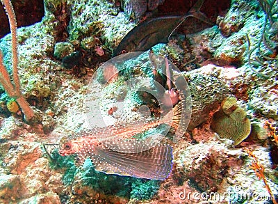 Flying Gurnard w/ Extended `Wing` Stock Photo