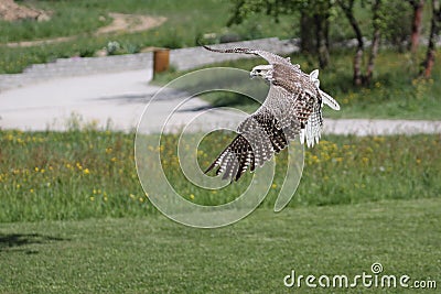 Flying gyrfalcon Stock Photo