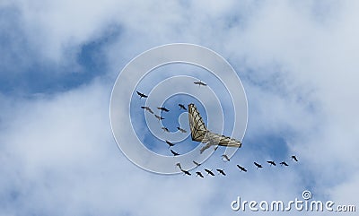 Flying hang gliders with a stork flock Stock Photo