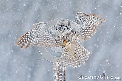 Flying Hawk Owl with snow flake during cold winter. Owl landing in tree trunk. Cold winter in Finland. Wildlife scene from nature. Stock Photo