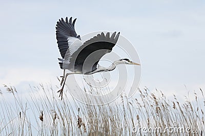Flying heron Stock Photo
