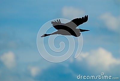Flying Heron Stock Photo