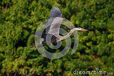 Flying heron in the green forest habitat. Action scene from nature. Great Blue Heron, Ardea herodias, in fly. Wildlife in Stock Photo