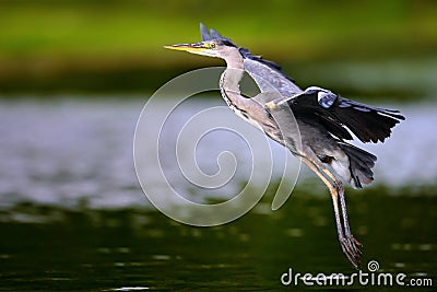 Flying heron on the river Stock Photo