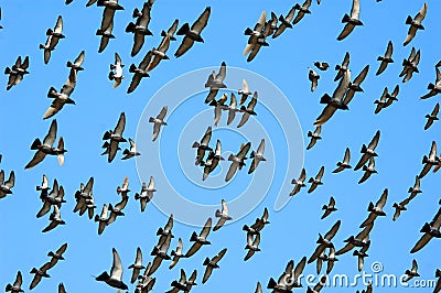 Flying homing pigeon Stock Photo