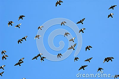 Flying homing pigeon Stock Photo