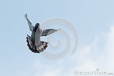 Flying homing pigeon against clear morning sky Stock Photo