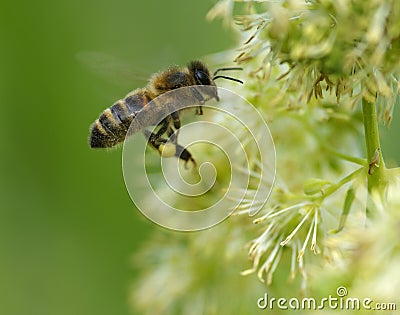 Flying honey bee Stock Photo