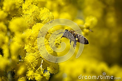 Flying bee collecting pollen from yellow flowers Stock Photo