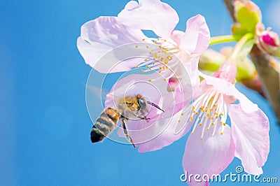 Flying honey bee pollinating cherry blossoms on blue sky. spring, insect, flower, honeybee, sakura, nature Stock Photo