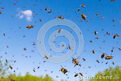 Flying Honey Bees Stock Photo