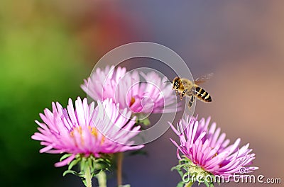 Flying honeybee Stock Photo