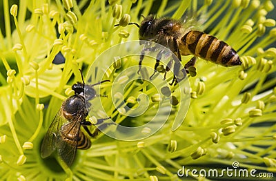 Flying honeybee collecting pollen at yellow flower Stock Photo