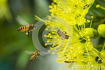 Flying honeybee collecting pollen at yellow flower. Stock Photo