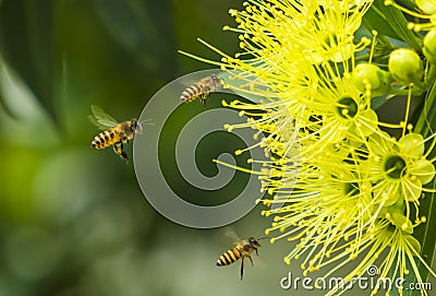 Flying honeybee collecting pollen at yellow flower. Stock Photo