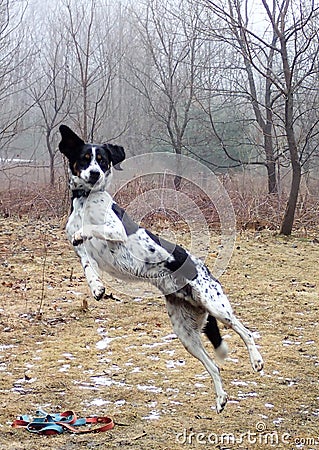 Flying hound dog Stock Photo