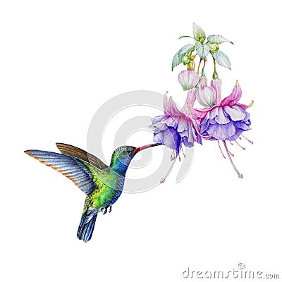 Flying hummingbird with tropical flower. Watercolor illustration. Hand drawn beautiful tiny flying bird. Bright colored Cartoon Illustration