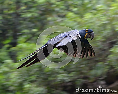 A flying Hyacinth macaw in woods Stock Photo