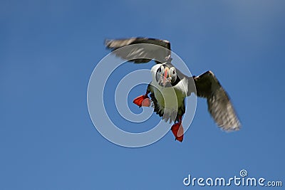 Icelandic Puffin in flight looking for a place to land Stock Photo