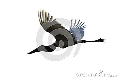 Flying Jabiru Stork isolated on white background Stock Photo