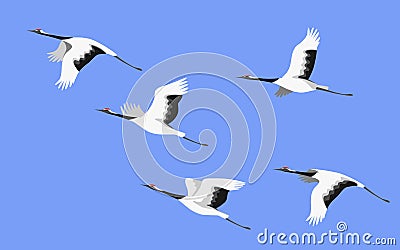 Flying Japanese Stork Flock Vector Illustration