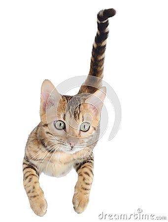 Flying or jumping kitten cat Stock Photo