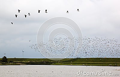 Flying lapwings in the dutch Polder Breebaart Stock Photo