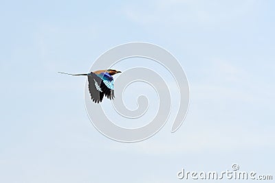 Flying Lilac-breasted roller, Chobe National Park, Botswana Stock Photo