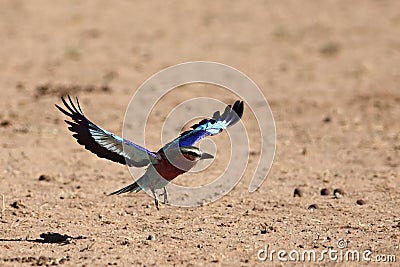 The flying Lilac-breasted Roller Coracias caudatus flying over the dry sand in Kalahari desert Stock Photo