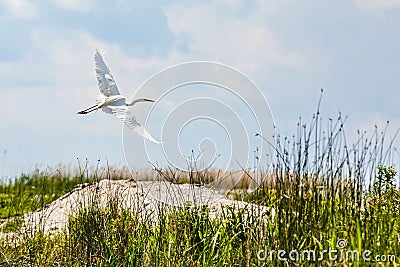 Flying little egret in Danube Delta Stock Photo