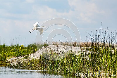 Flying little egret in Danube Delta Stock Photo
