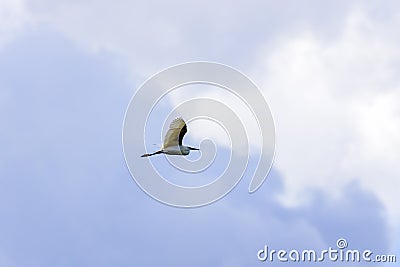 A flying Little Egret Egretta garzetta Stock Photo