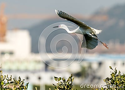 Flying Little Egret Stock Photo