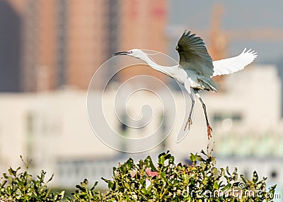 Flying Little Egret Stock Photo