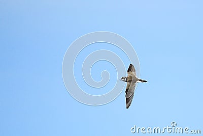 Flying little ringed plover Stock Photo